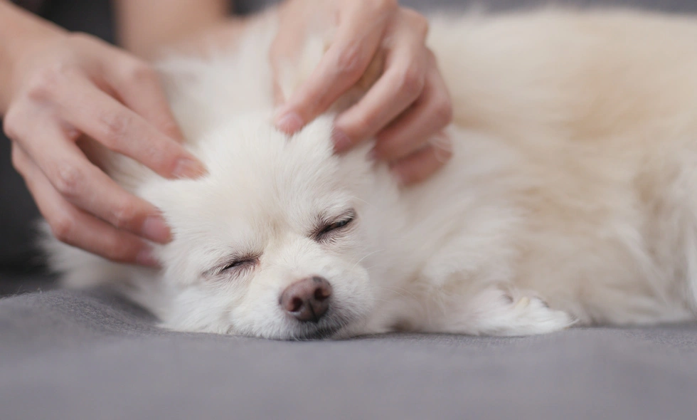 En liten vit hund ser ut att njuta av en massage eller klappning, dess ögon är slutna och huvudet lutat i avkoppling