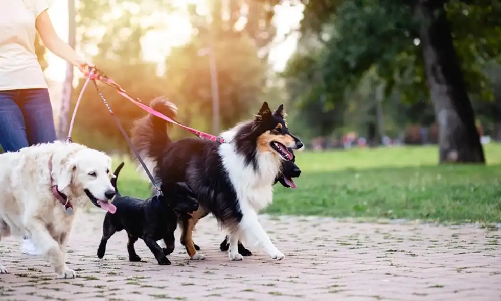 En kvinna går med fyra hundar i koppel