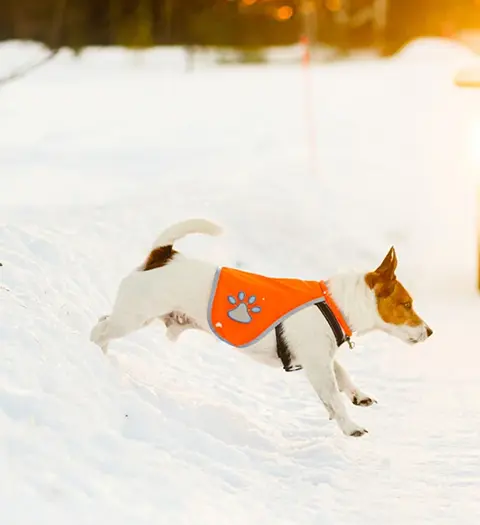 Jack Russell terrier i orange väst leker i snön.