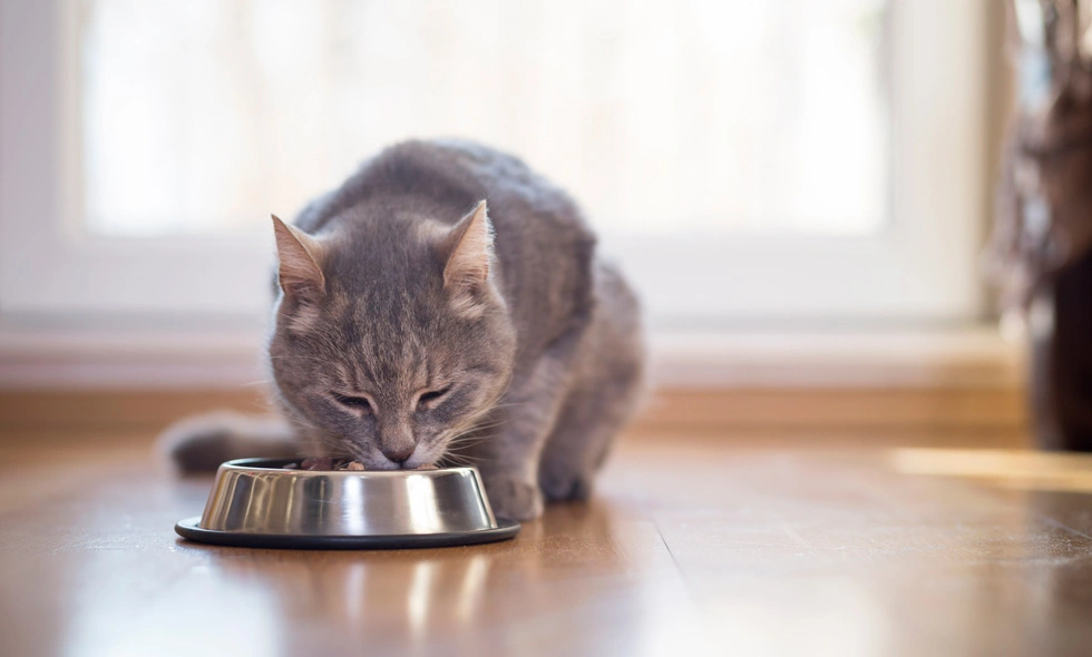 Grå katt äter ur matskål