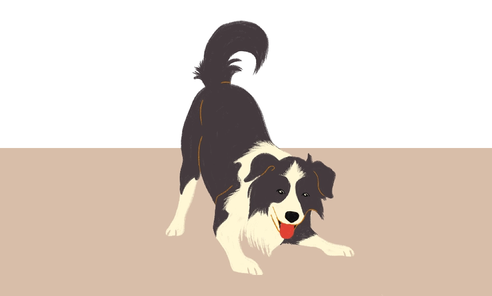 Illustration av en Border Collie i lekinviterande position med framtassarna i marken.