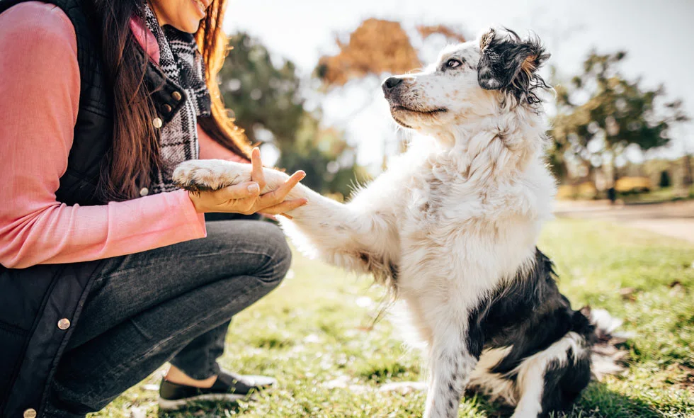Svartvit hund ger tass till kvinna utomhus