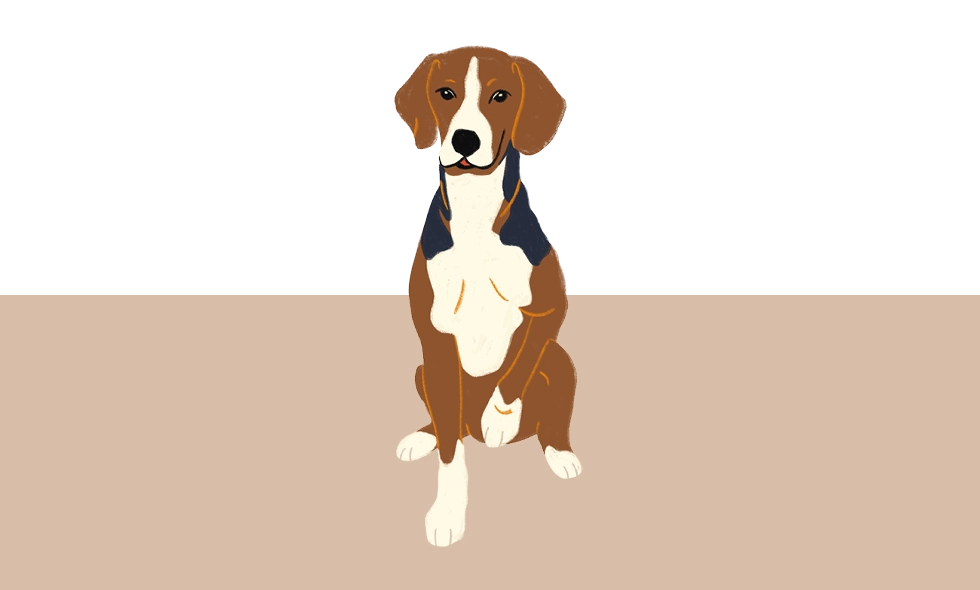 Illustration av en hamiltonstövare i sittande position. Pälsen är trefärgad – brun, vit och svart.