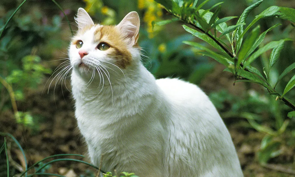 Katt av rasen turkisk van tittar upp bland gröna växter i en trädgård.