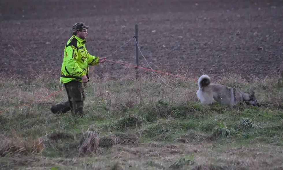 En man och en hund går i en hage