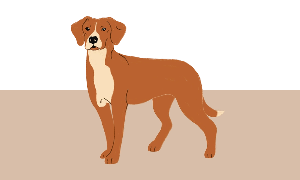 Illustration av en gotlandsstövare som står med blicken riktad något åt vänster. Pälsen är rödbrun med vit bringa och en liten vit svanstipp.