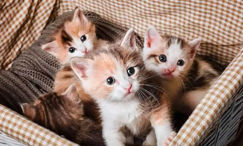 Kattungar i en tygklädd låda