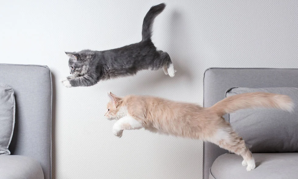 Två katter hoppar mellan soffor