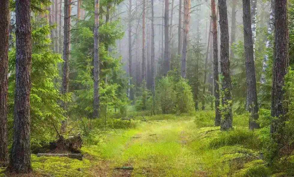 En grönskande granskog