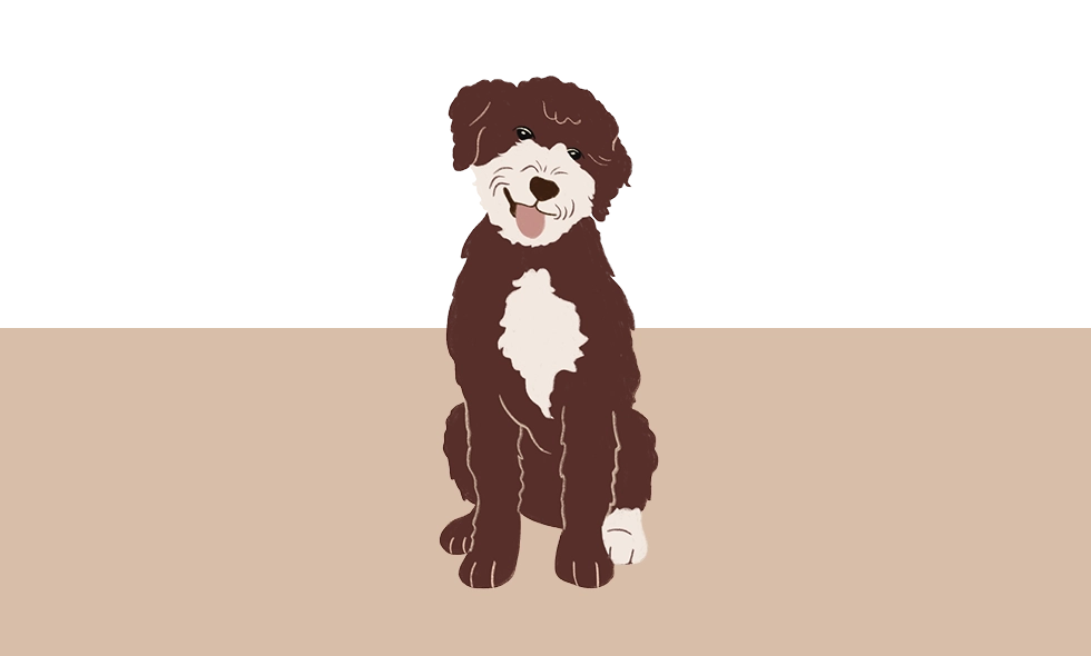 En illustration av en brun och vit lagotto romagnolo som sitter och tittar rakt fram.
