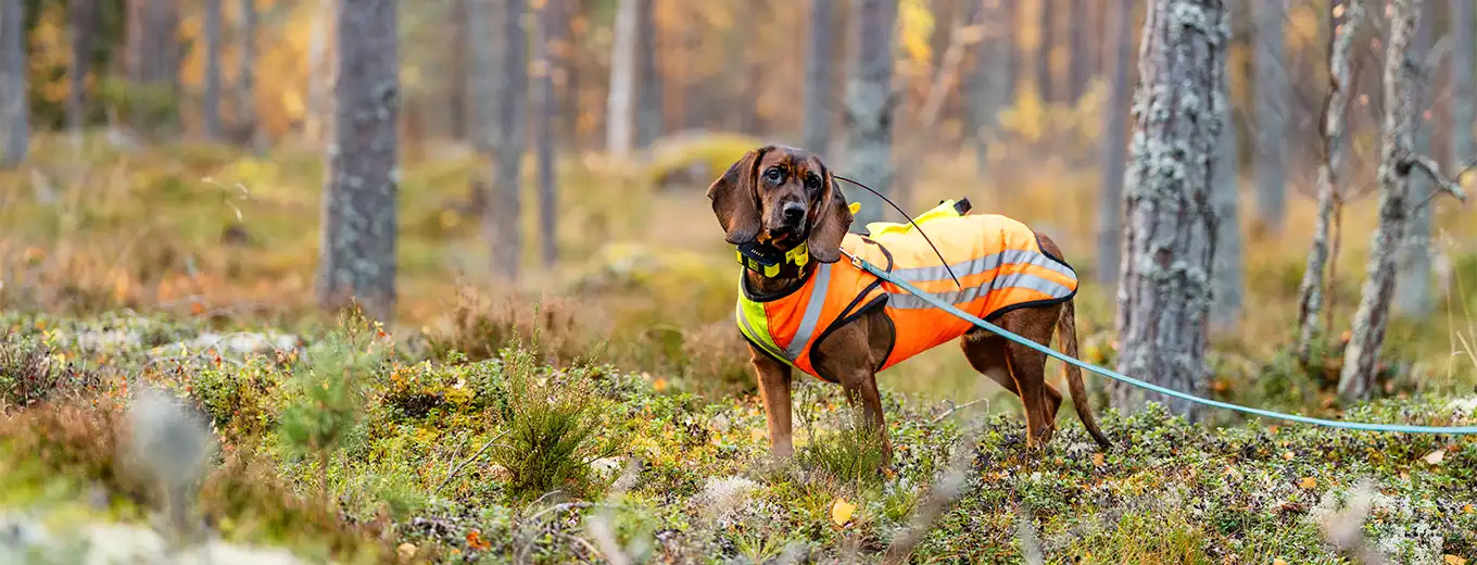 En hund med en ljusorange säkerhetsväst springer energiskt genom en skog, med en fallande trädstam i bakgrunden.