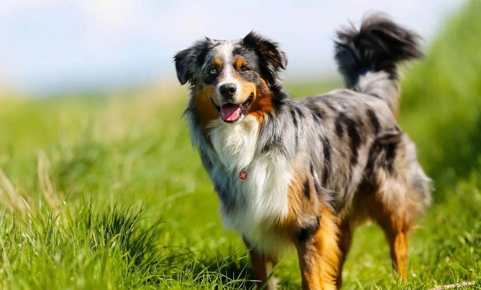 Australian Shepherd som står på en sommaräng