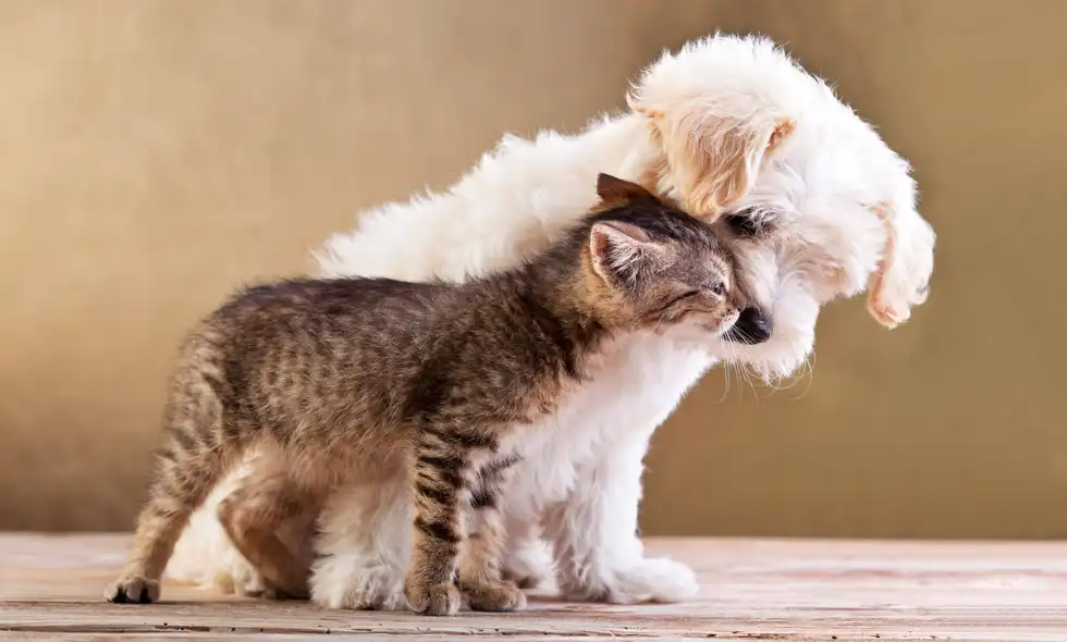  En fluffig vit valp nuddar ömt en randig kattunges panna med sin nos)