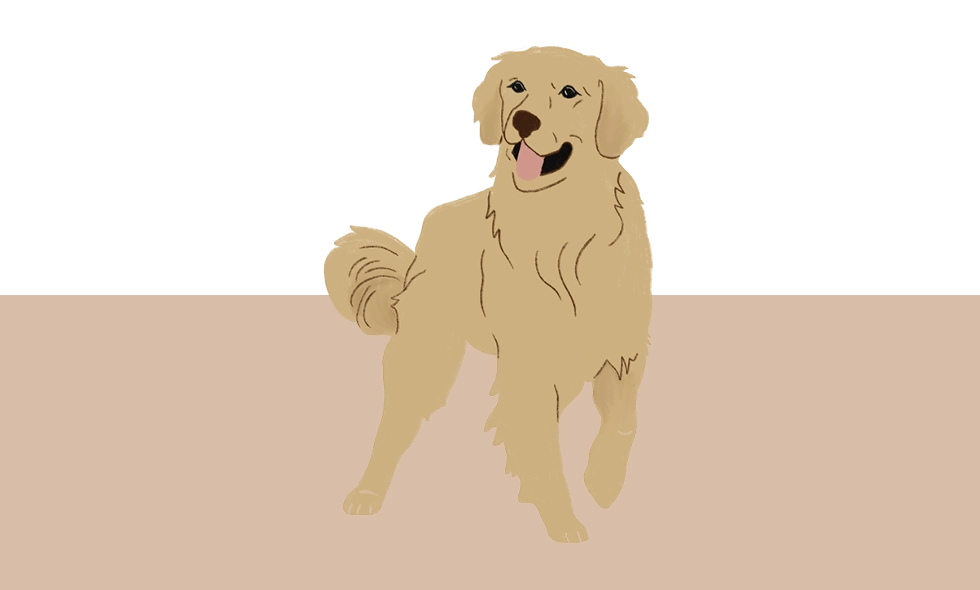 Illustration av en golden retriever i rörelse, fångad i en vänlig och lekfull pose. Pälsen är gyllene och fluffig.