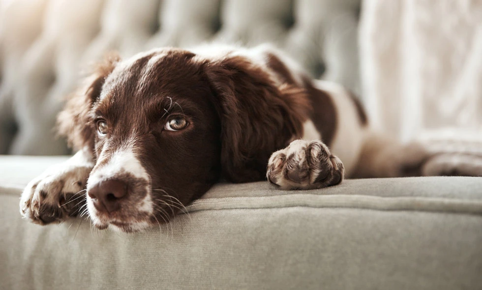 Brunvit hund ligger avslappnat på soffa