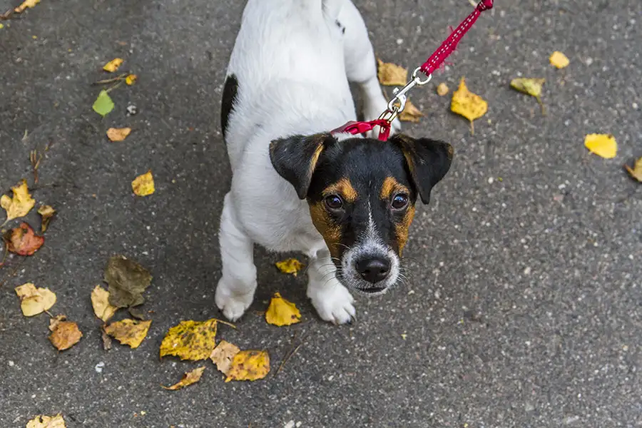 Jack Russell terrier på koppel med höstlöv på marken)