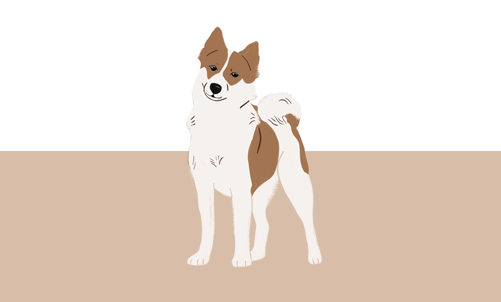 En tecknad bild av en norrbottenspets med vit och brun päls.