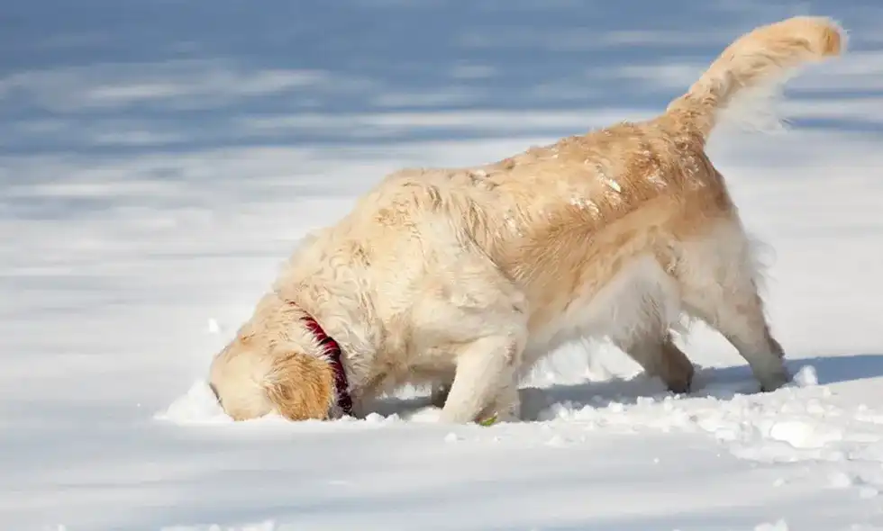 Hund som söker i snön