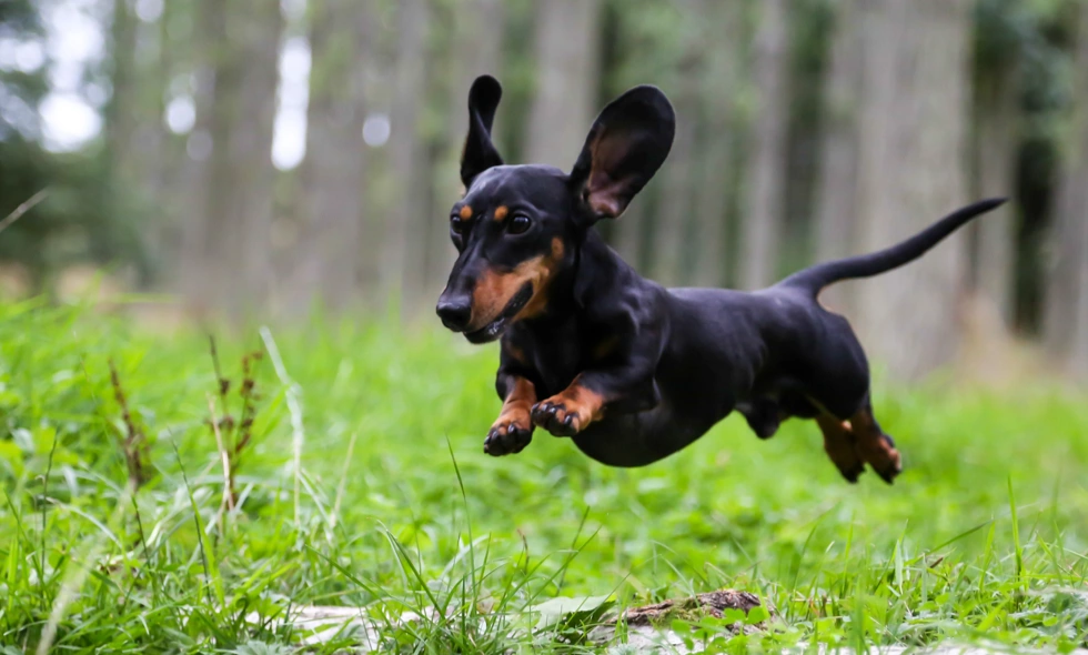 Tax i språng genom gräs med öronen flygande och suddig skog i bakgrunden.