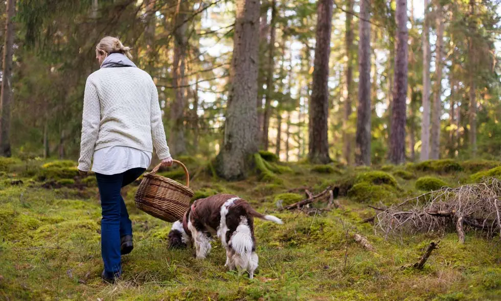 En person, sett bakifrån, går genom en skog med en korg i handen, följd av en hund