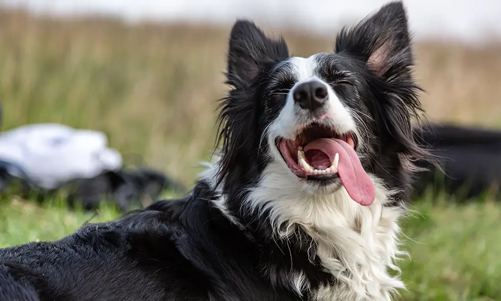 Svartvit herdehund andas med öppen mun i grön natur