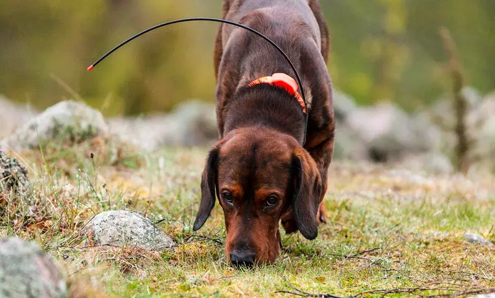 En hund nosar i gräset