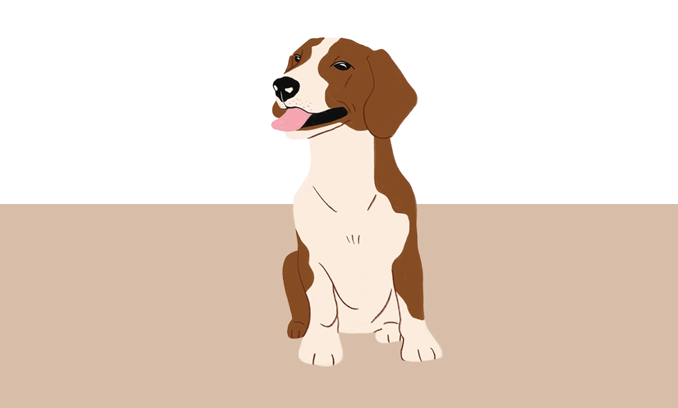 llustration av en Drever som sitter, med tungan ute. Pälsen är vit med bruna fält på huvudet, öronen och delar av kroppen.