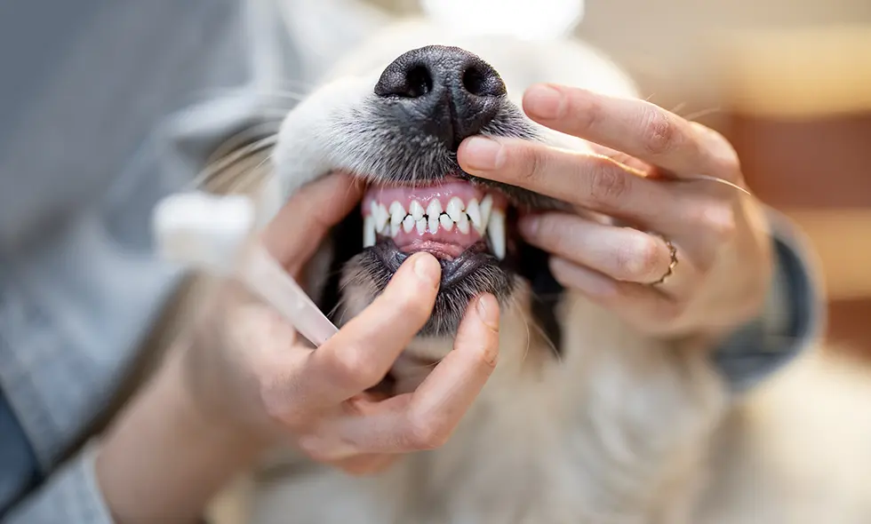 En person håller i en hunds nos för att borsta tänderna
