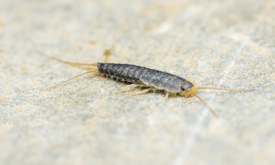 Makrobild på en silverfisk som kryper på en ljus, spräcklig stenyta. Insektens långa antenner och fjälliga kropp syns tydligt.