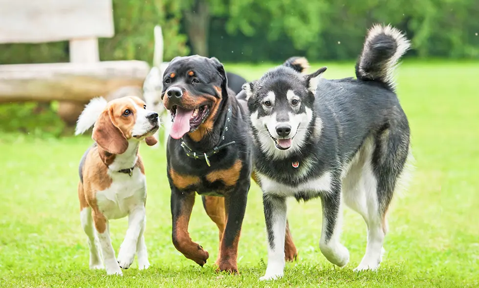 Tre hundar – en beagle, en rottweiler och en husky – går tillsammans på en gräsmatta i en park.