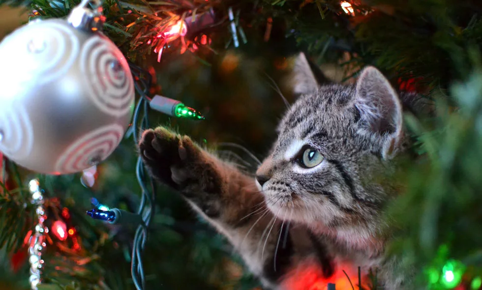 Kattunge leker med julgranskula