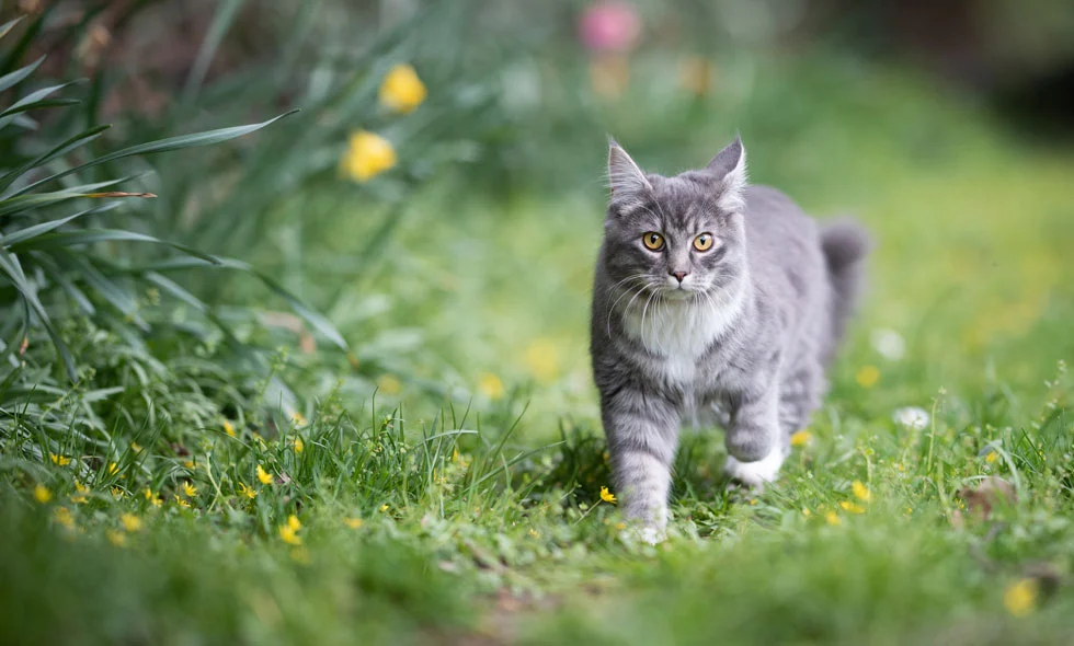 En grå långhårig katt promenerar bestämt genom en grönskande trädgård