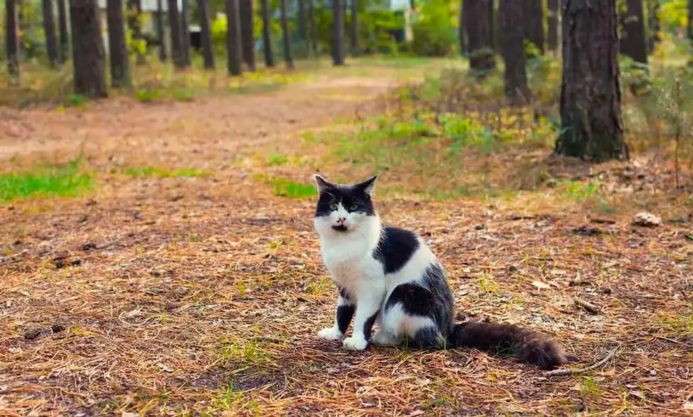 En katt sitter i skogen