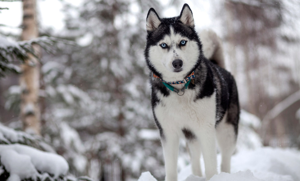 Siberian husky med blå ögon står i snön bland träd