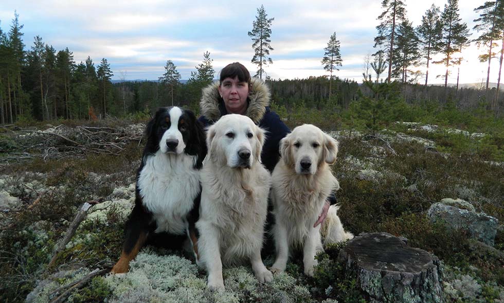 Kvinna utomhus med en Berner Sennen och två Golden Retriever