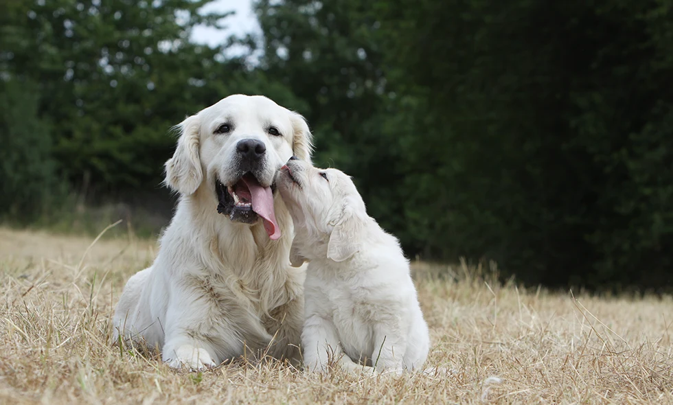 En golden retriever ligger i gräset medan en valp slickar dess ansikte. Båda ser glada ut i en grönskande utomhusmiljö.
