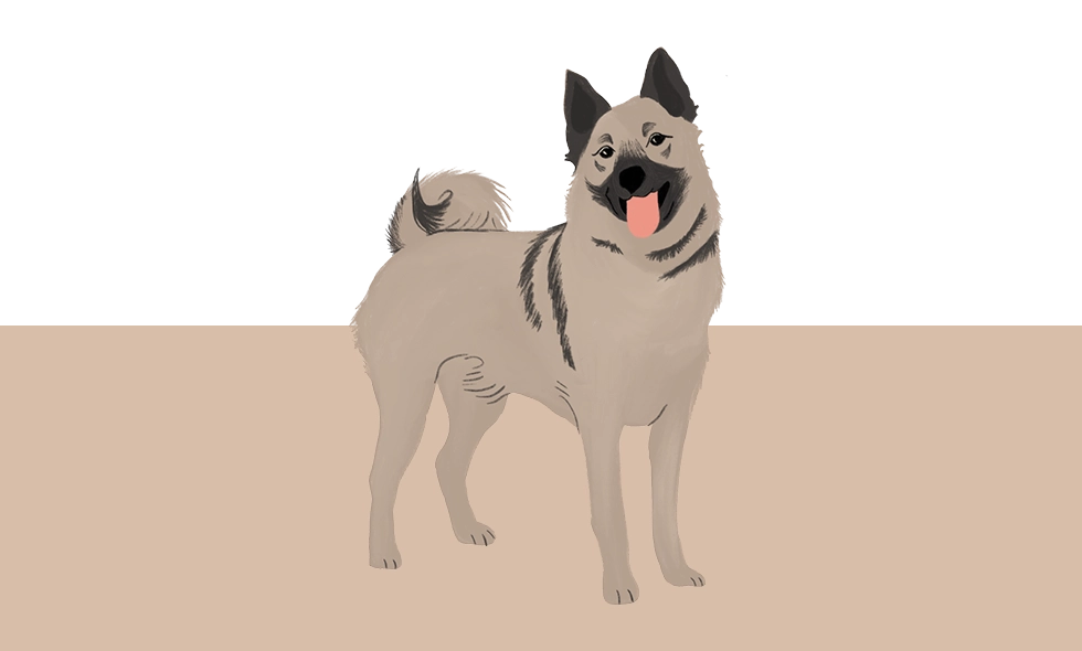 Illustration av en norsk älghund med ljusgrå päls och svansen böjd över ryggen, stående och med tungan ute.
