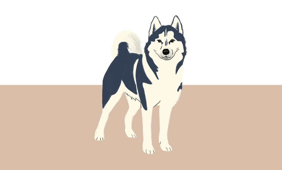 Illustration av en stående siberian husky med svart och vit päls samt upprätt svans.