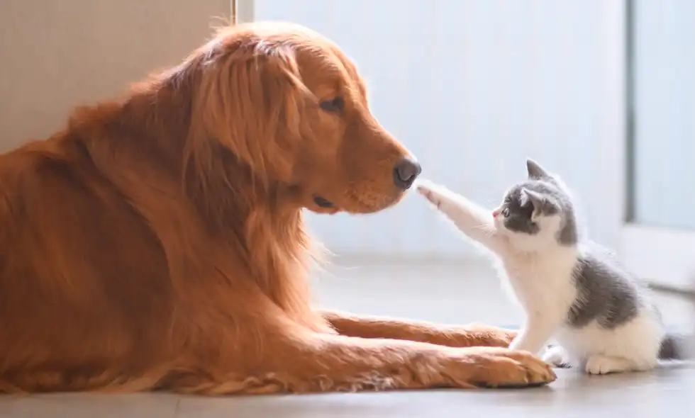 En golden retriever ligger och tittar på en liten kattunge som sträcker ut en tass