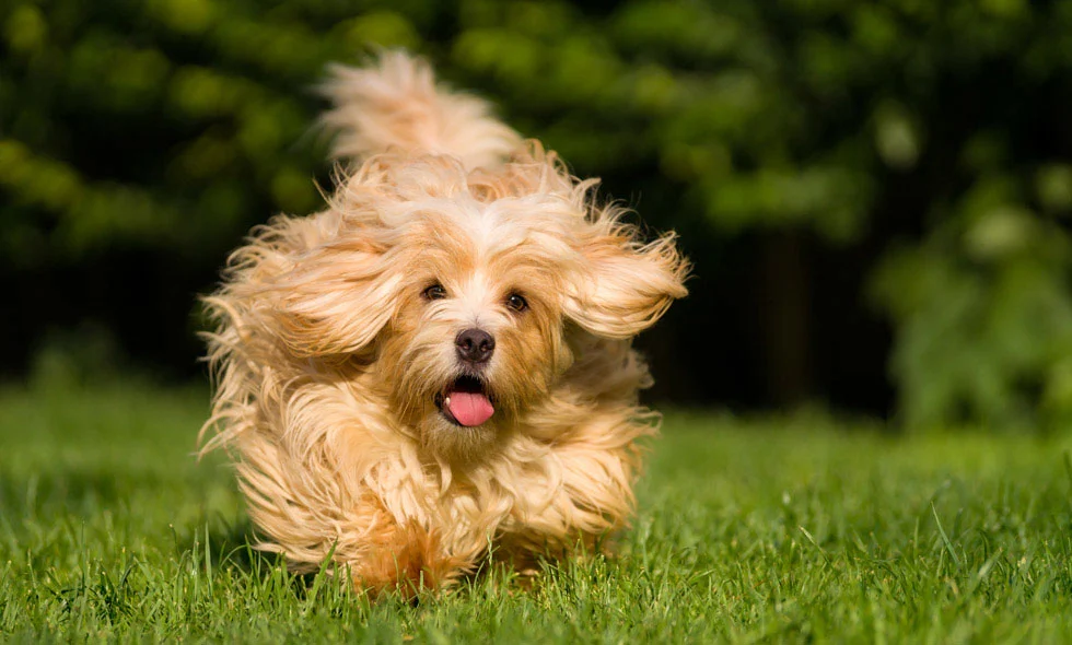 Gyllene lurvig bichon havanais springer glatt på en grön gräsmatta med tungan ute