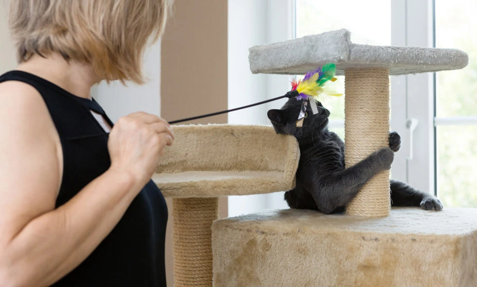 En svart katt på ett klösträd fångar en leksak med fjädrar som en person håller i