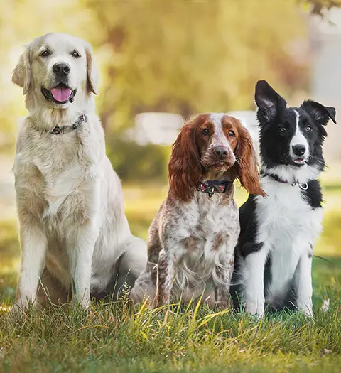 Tre hundar, en golden, en spaniel och en border collie, sitter bredvid varandra på gräset.