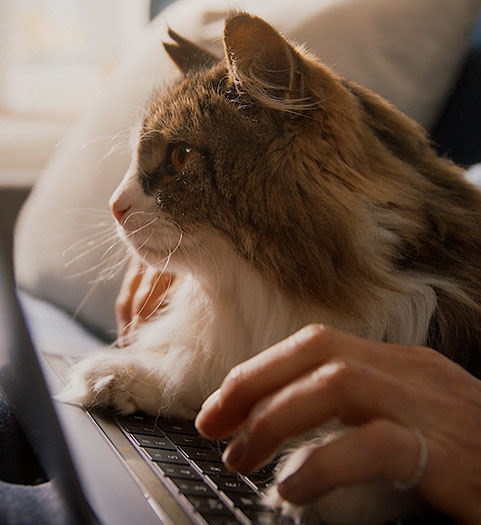 Katt ligger på tangentbord samtidigt som människa försöker använda det.