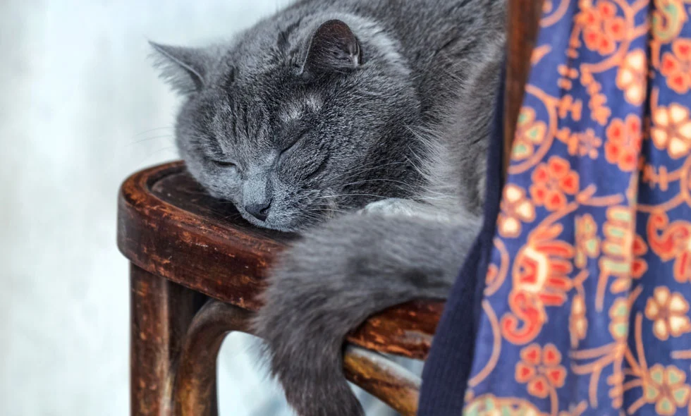 Grå äldre katt sover på trästol