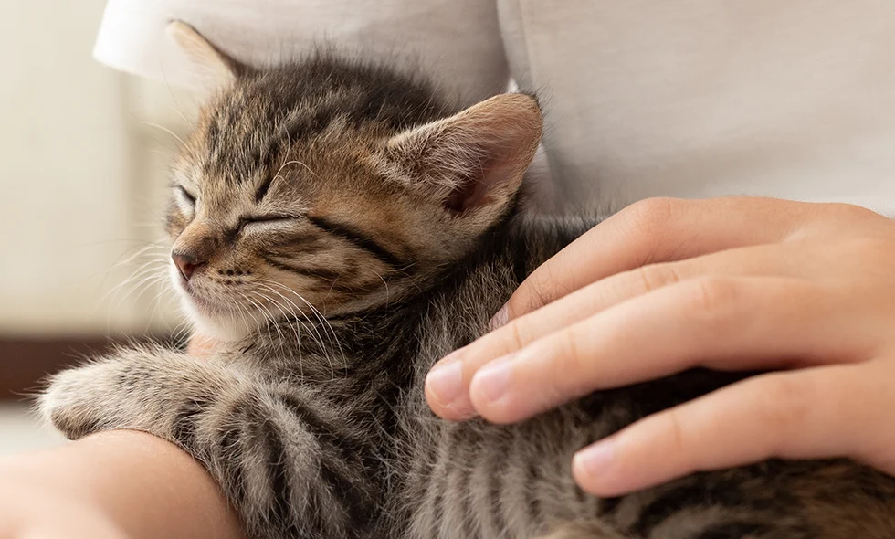 Sovande kattunge vilar i någons famn med en hand som försiktigt klappar pälsen.