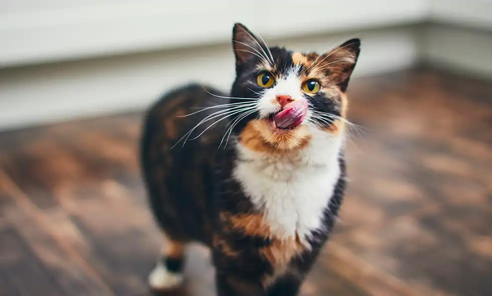 Katt som slickar sig om munnen