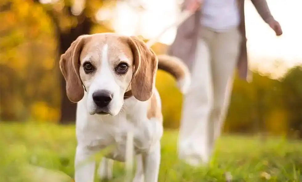 Vi ser en kopplad hund i närbild