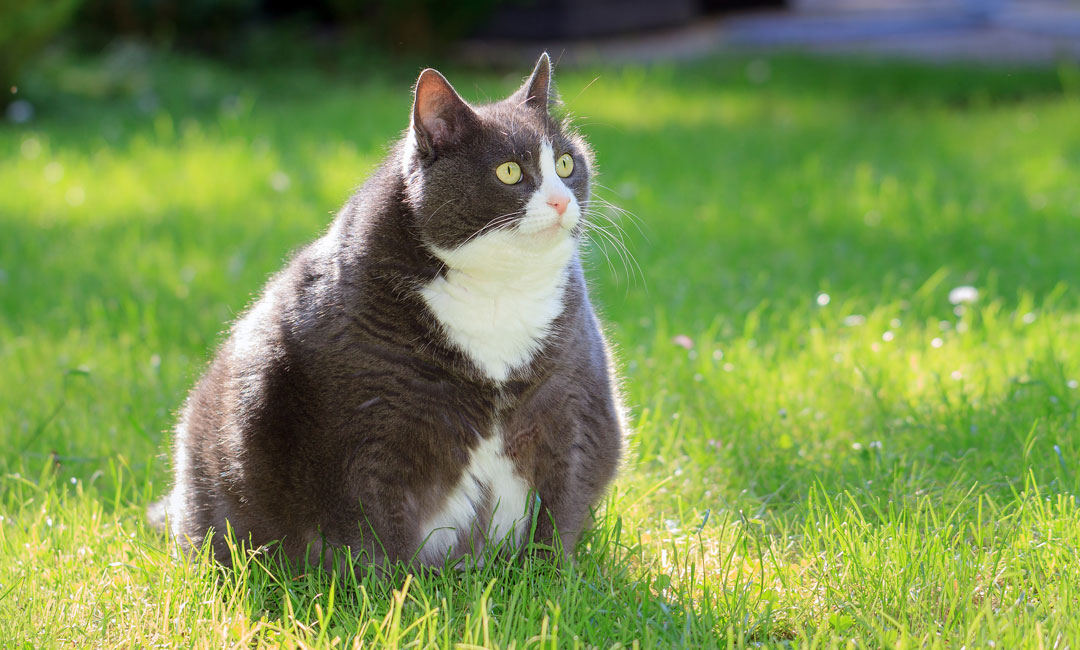 En överviktig katt sitter i gräset.