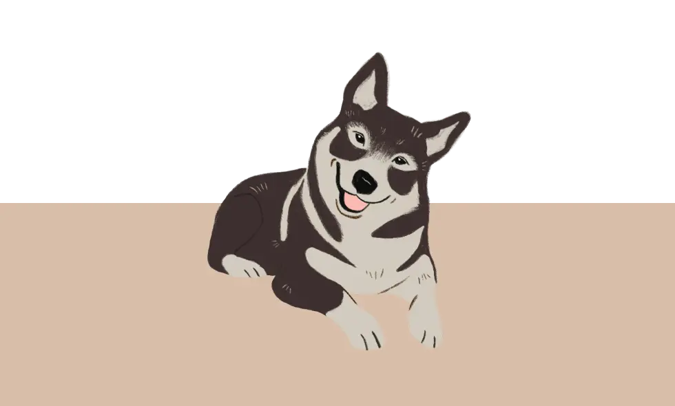 Illustration av en leende västgötaspets liggandes ner med huvudet lätt på sned mot en ljus bakgrund.