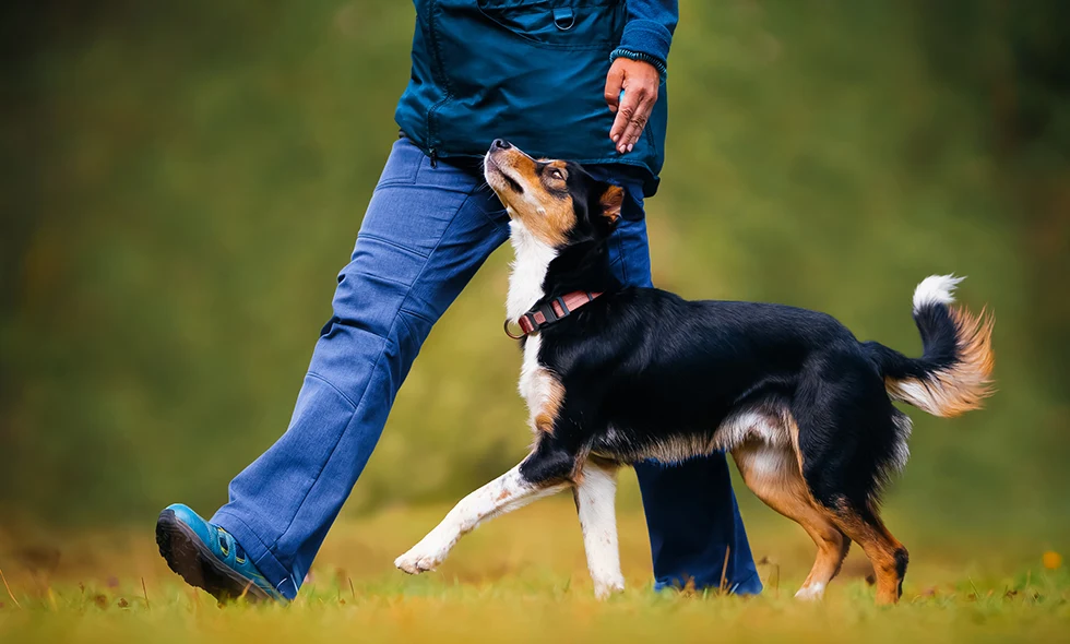 En svart och brun hund går tätt intill en person i blå kläder under träning eller promenad i grön utomhusmiljö.